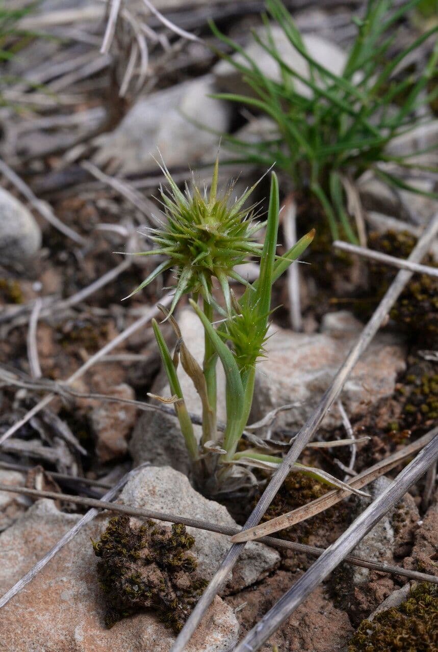 Echinaria capitata 6