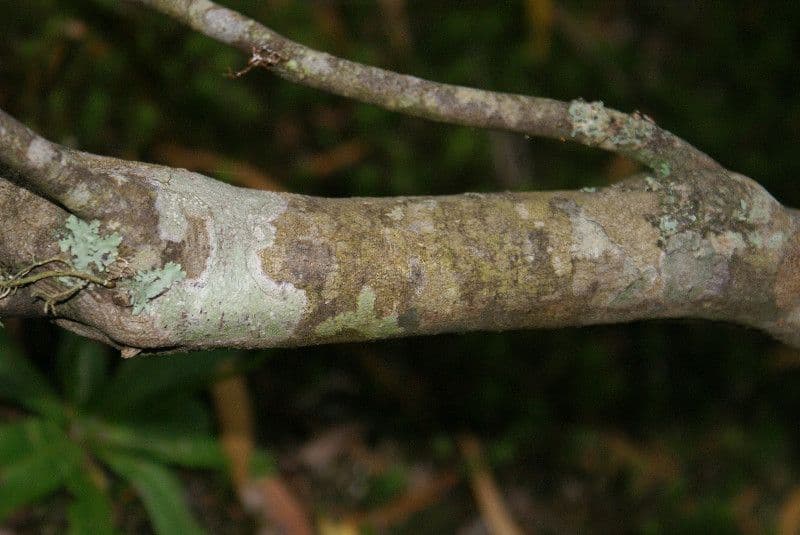 Phylica 19