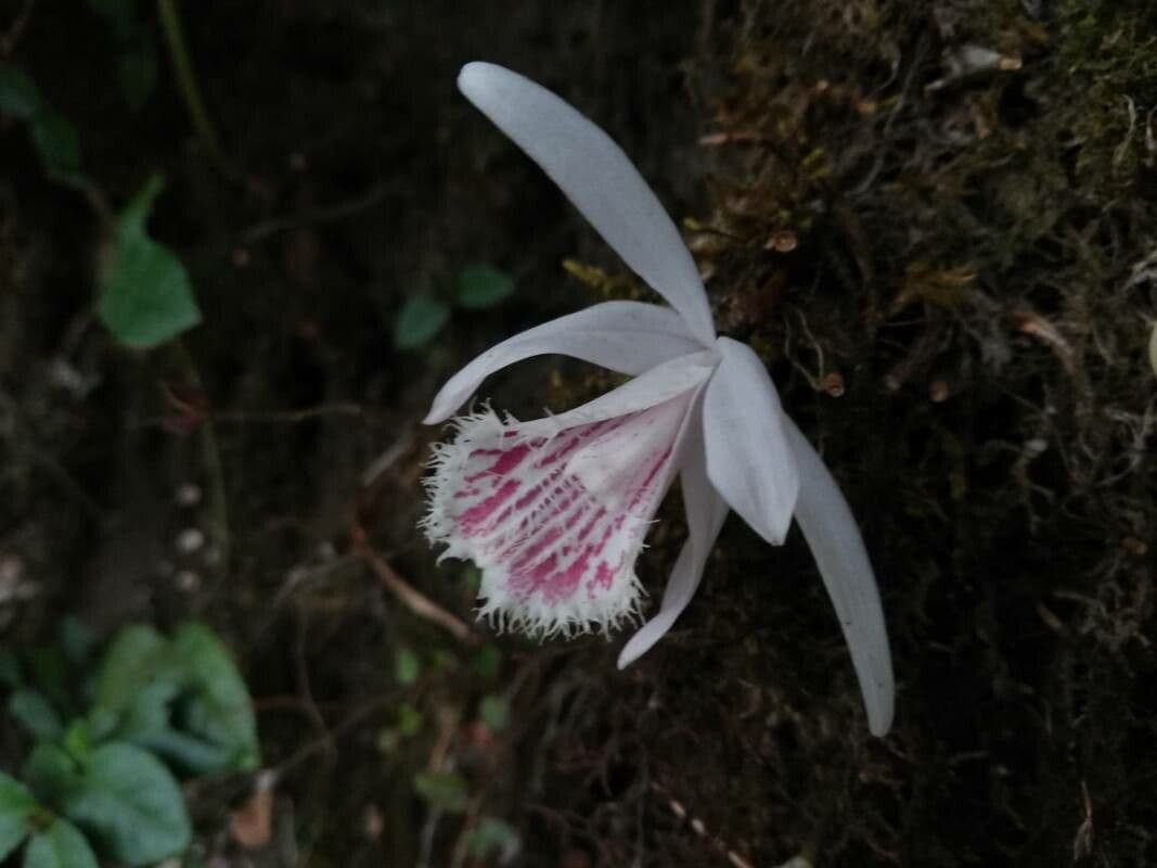 Pleione 3