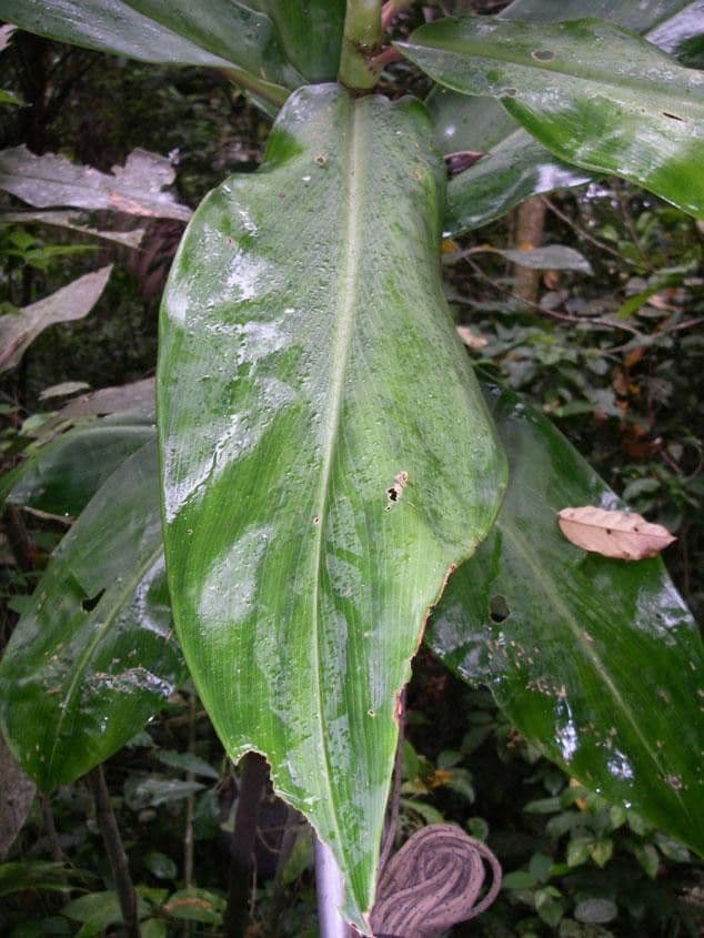 Costus liscio 11