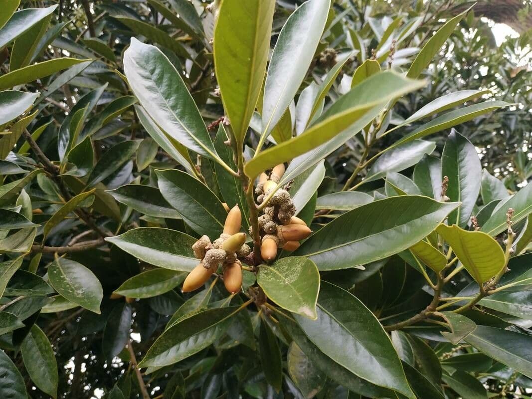 Lithocarpus 3