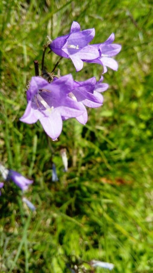Campanula siberiana 3