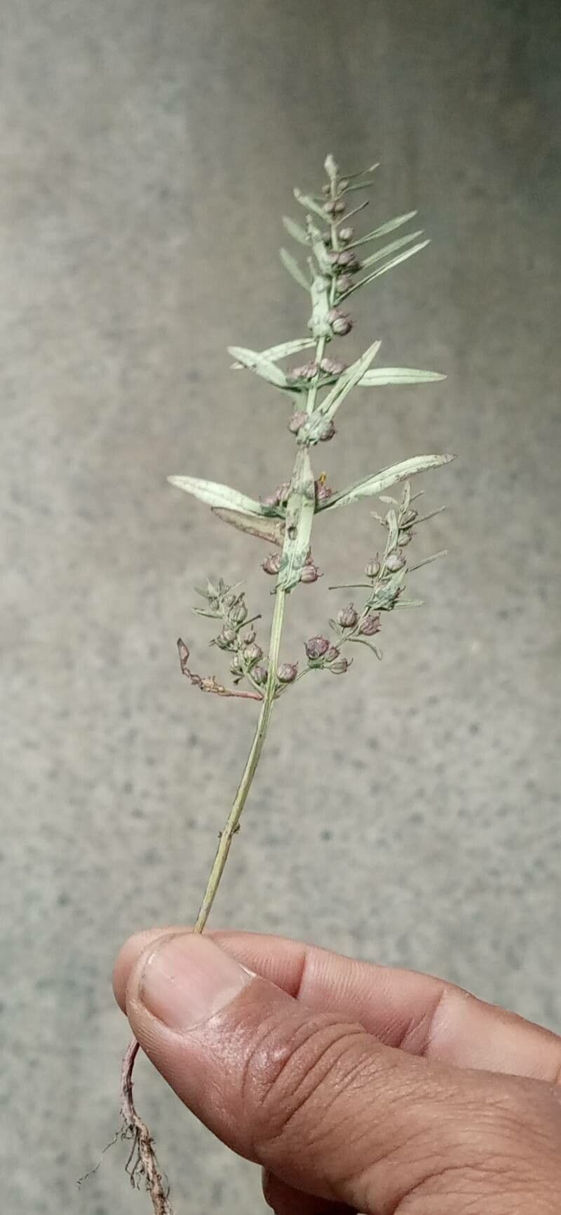 Ammannia baccheriforme