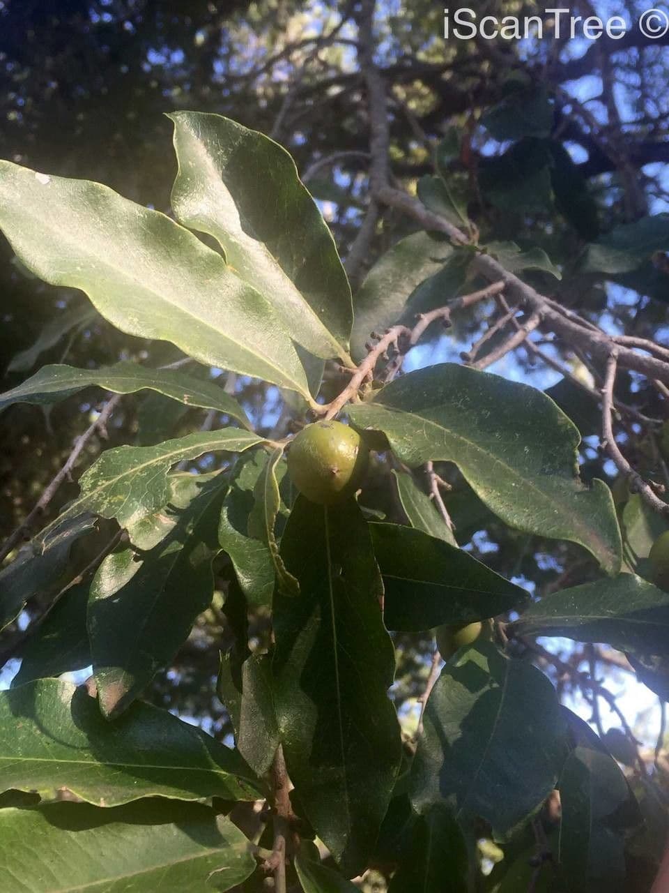 Eben mespiliformis 3