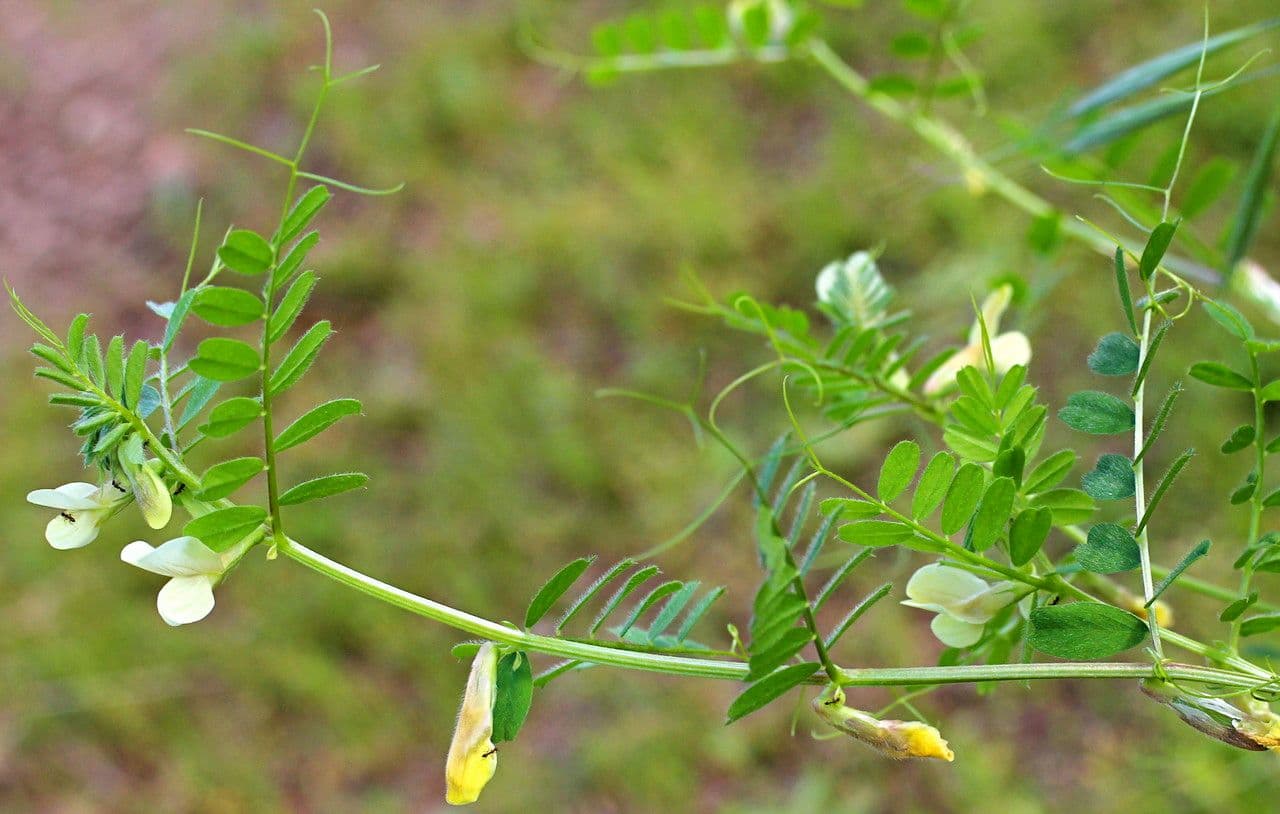 Vicia hybrida 26