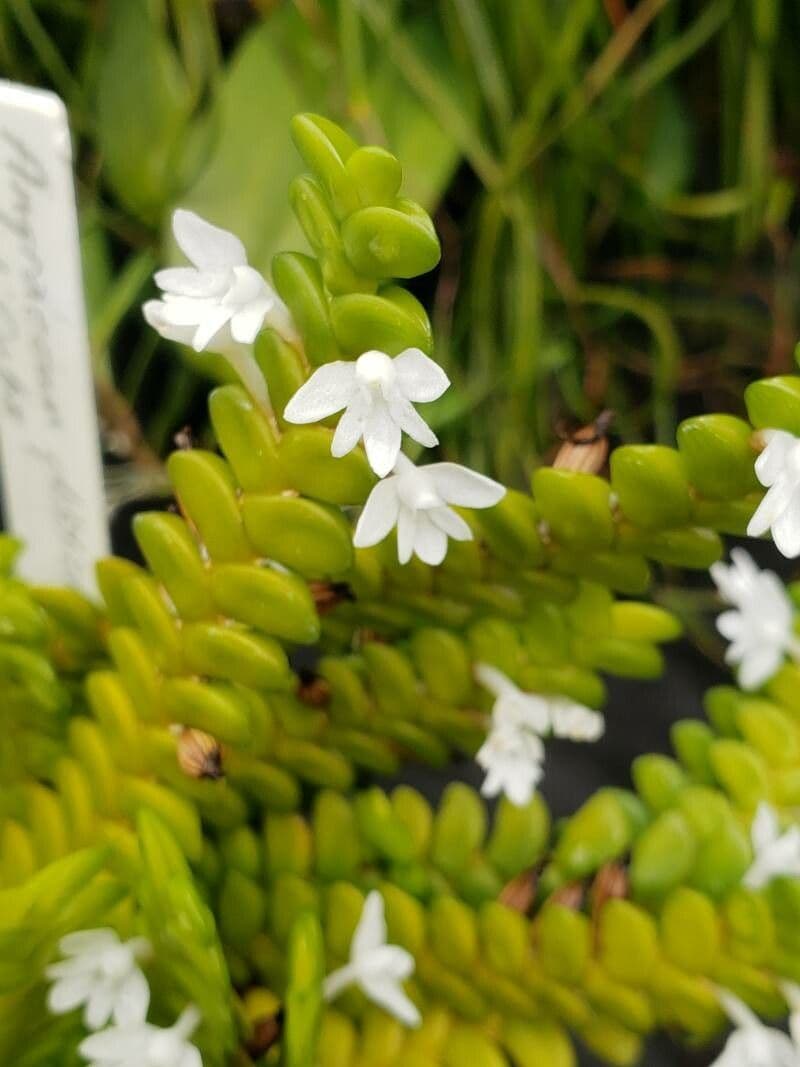 Orchidea angelo 3