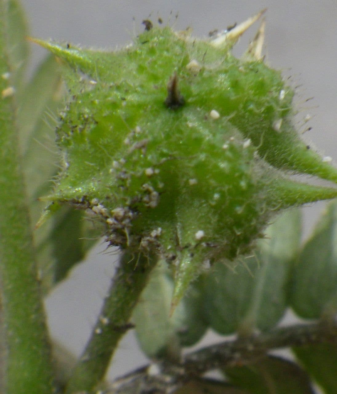 Tribolo cistoide 3
