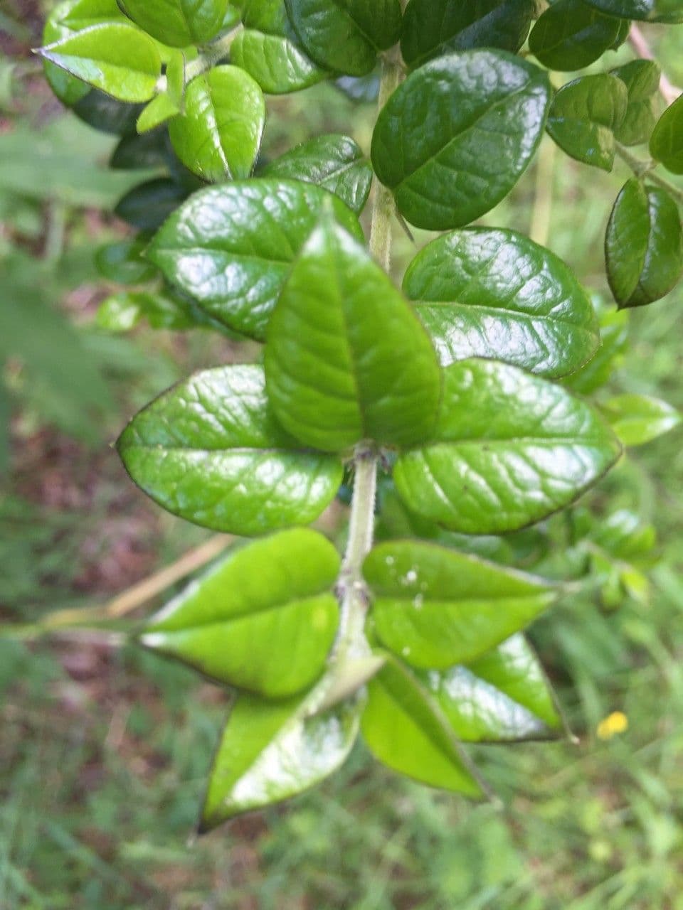 Dorniger Myrte 22