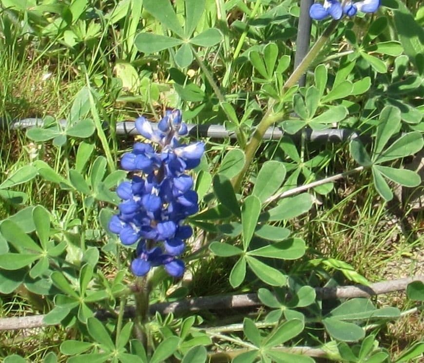 Texas-Blumenkappe 8