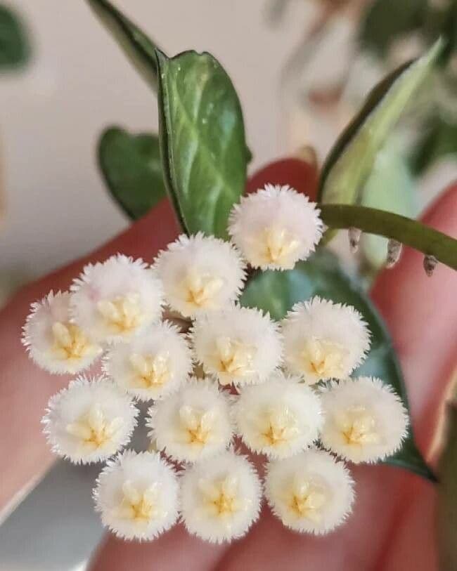 Hoya