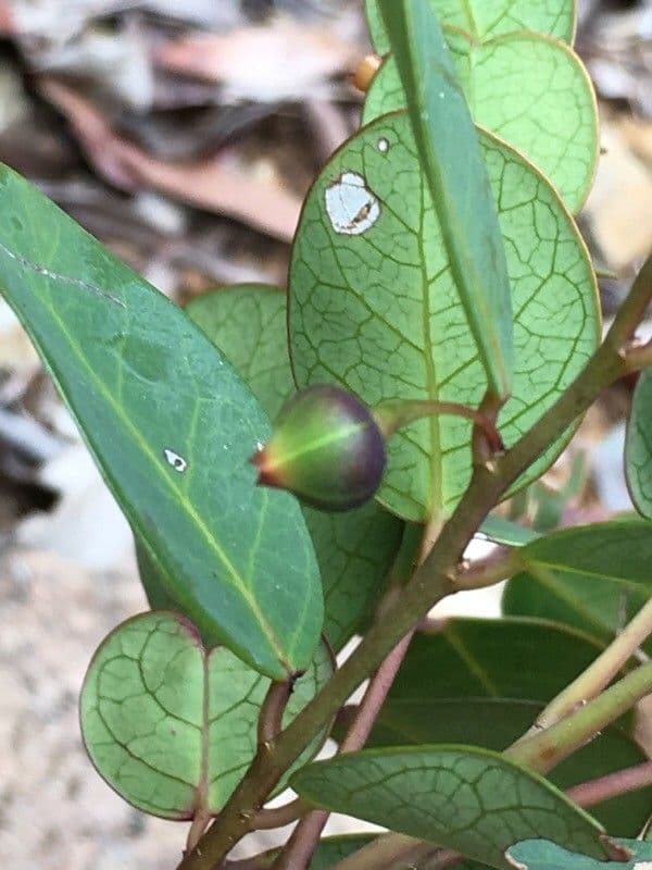 Phyllanthus