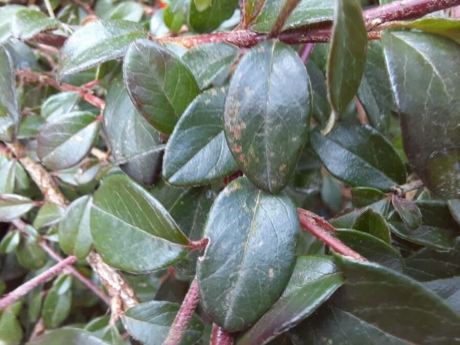 Cotoneaster di Dammer 20