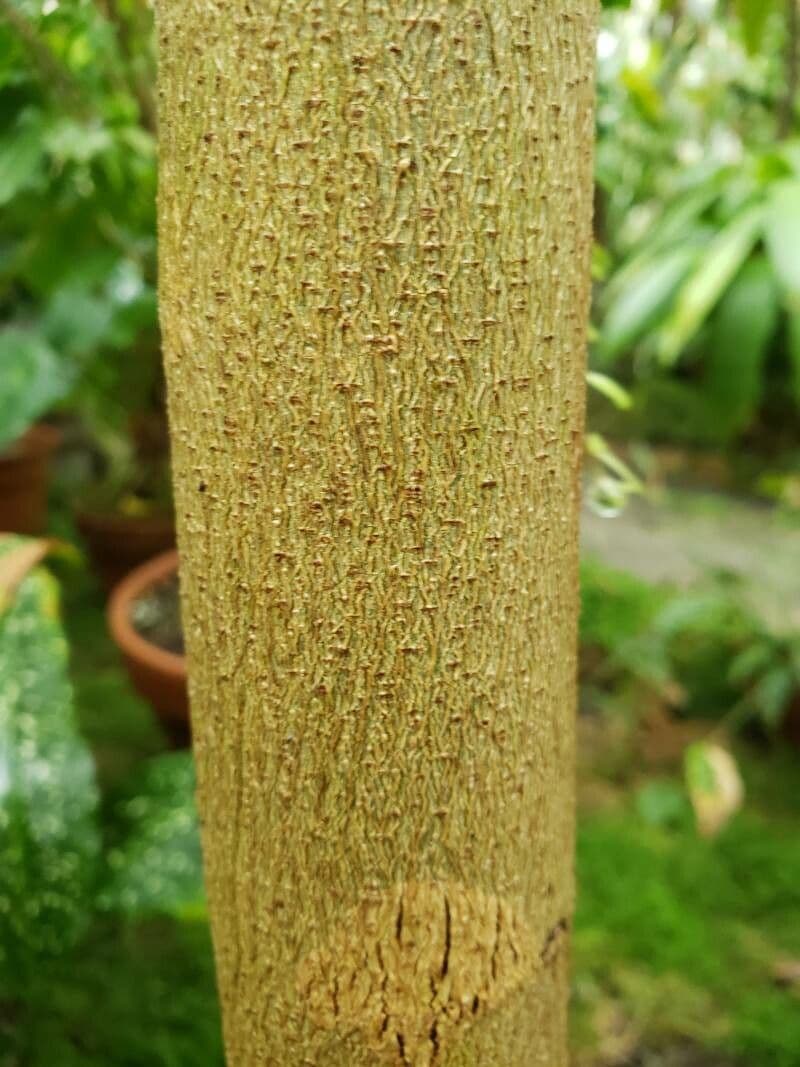 Dalbergia 2