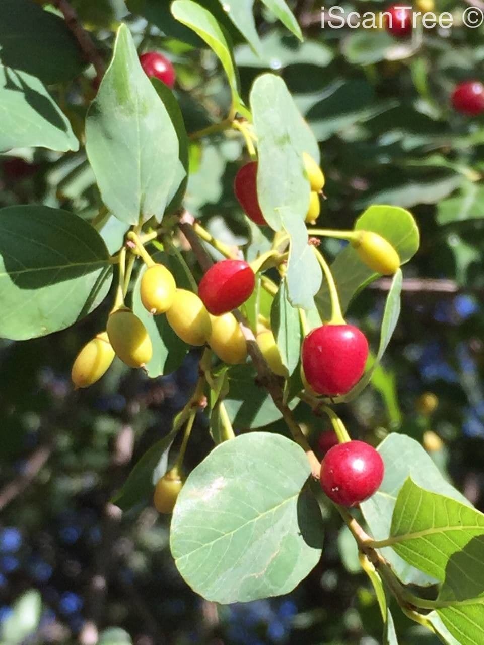 Berchemia zeyheri