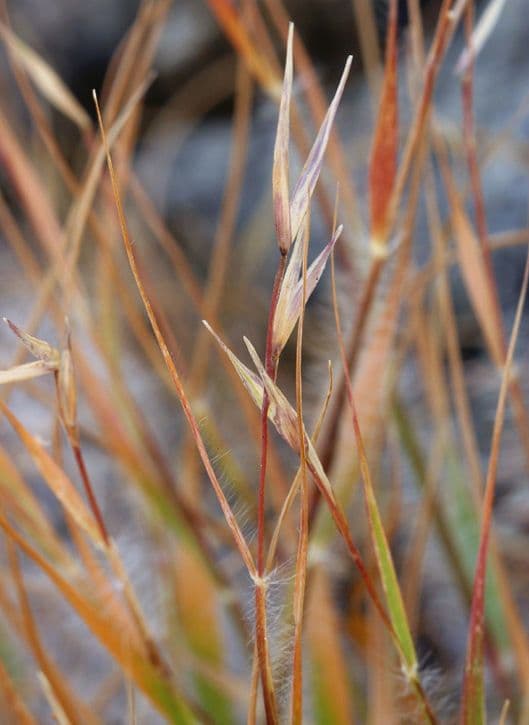 Danthonia a una spiga