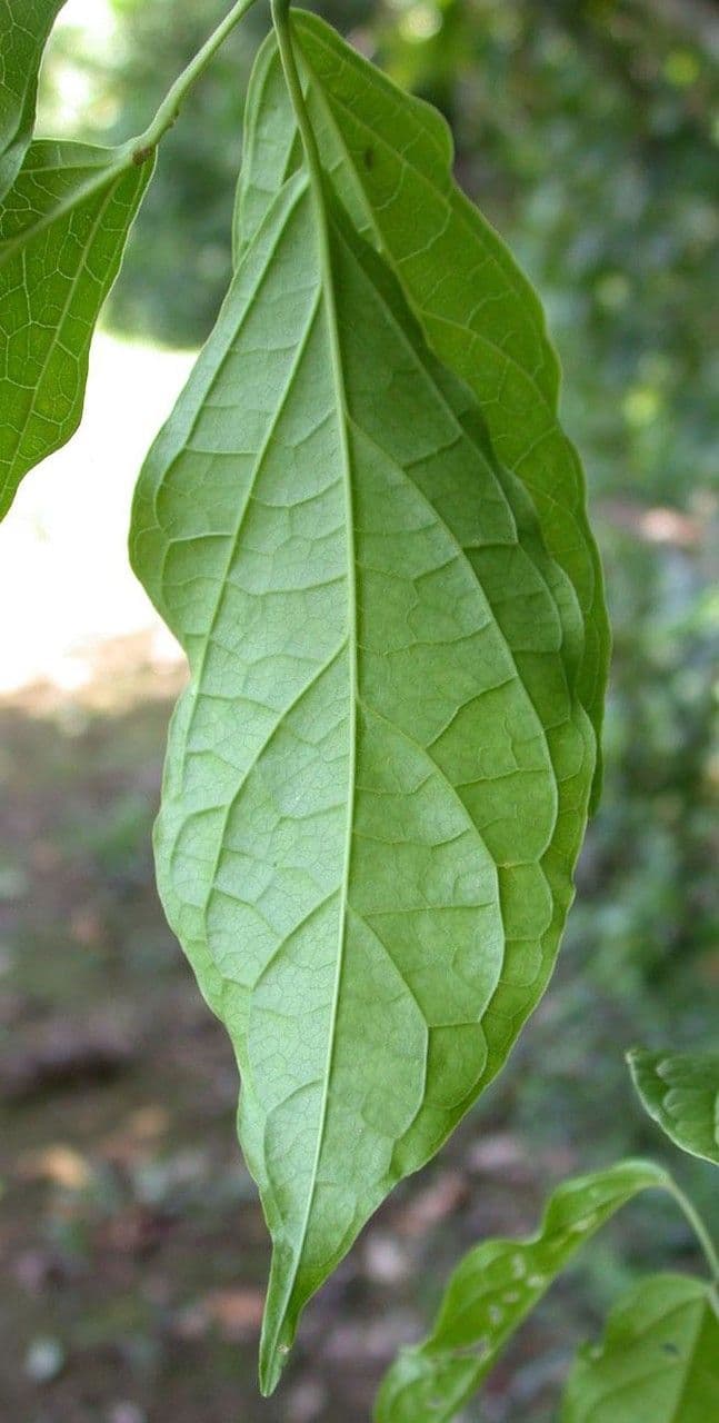Anemopaegma 11