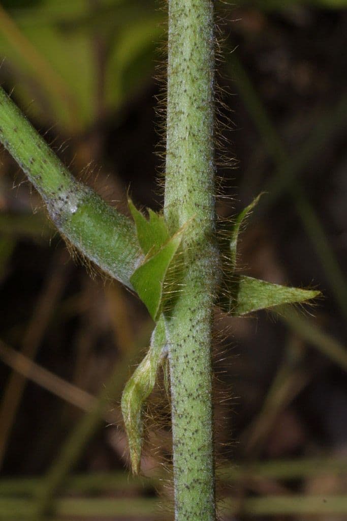 Kudzu 22