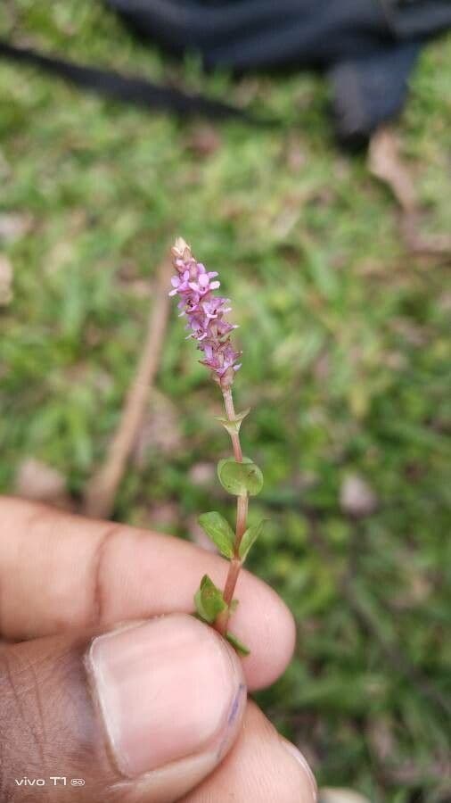 Rotala