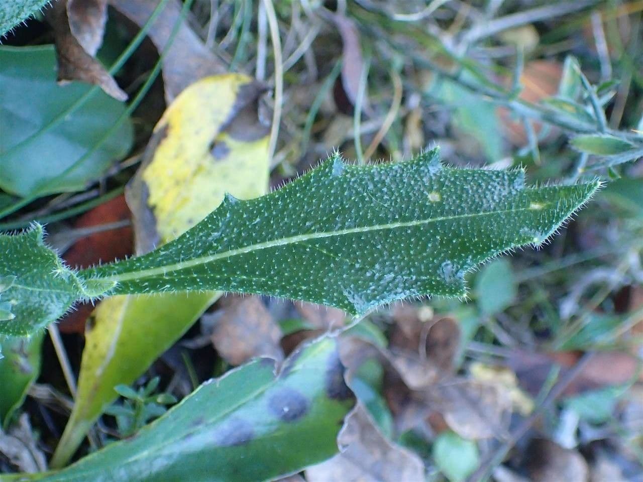 Biscutella 12