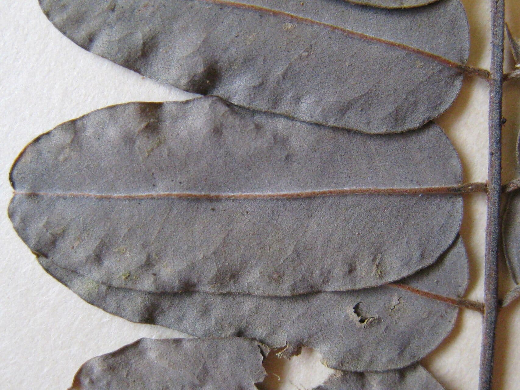 Hymenolobium 5