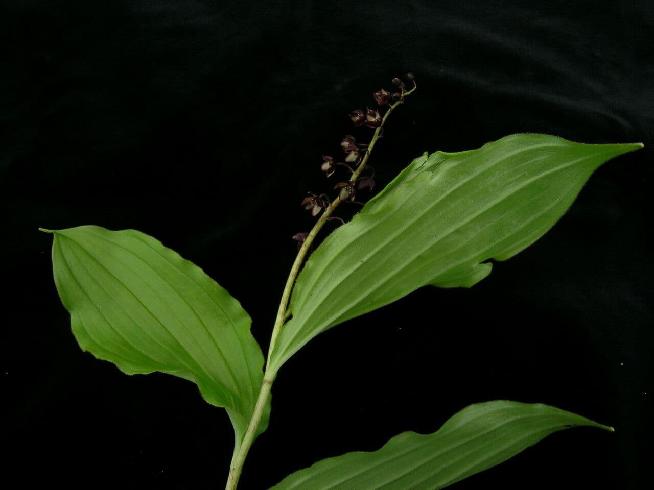 Convalaria morada 4
