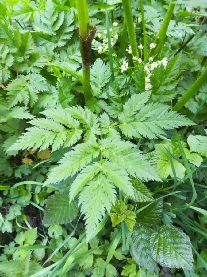 Cerfoglio selvatico 19