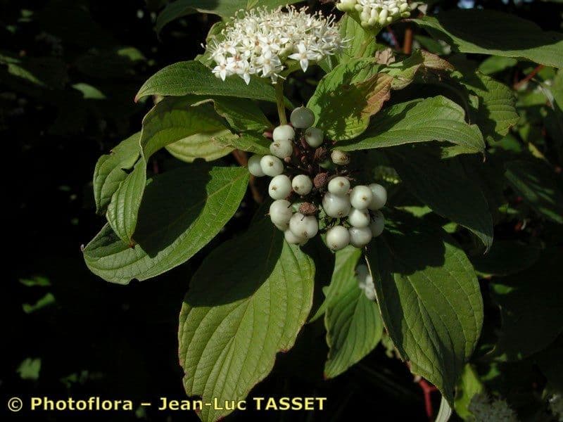 Cornejo blanco 26
