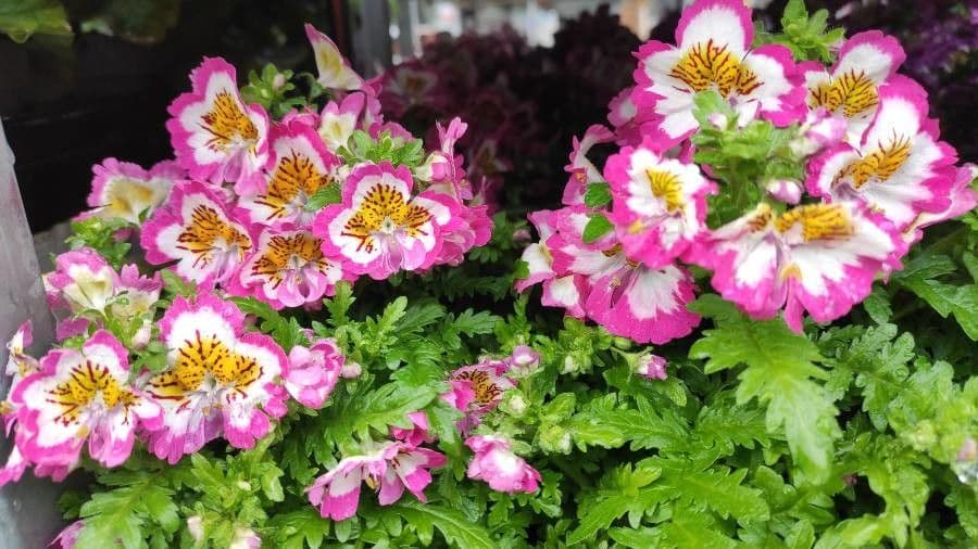 Schizanthus pinnatus 7