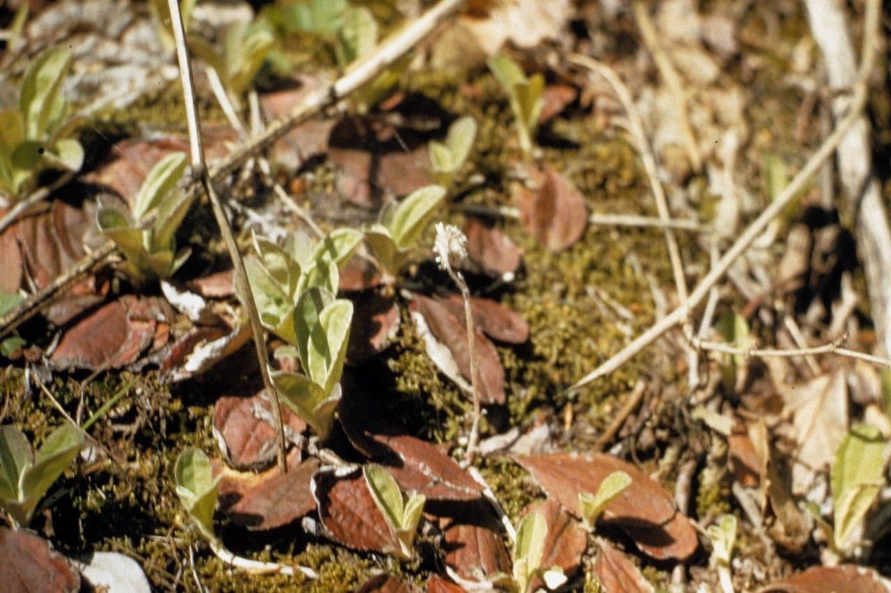 Antennaria de hoja de llantén 12