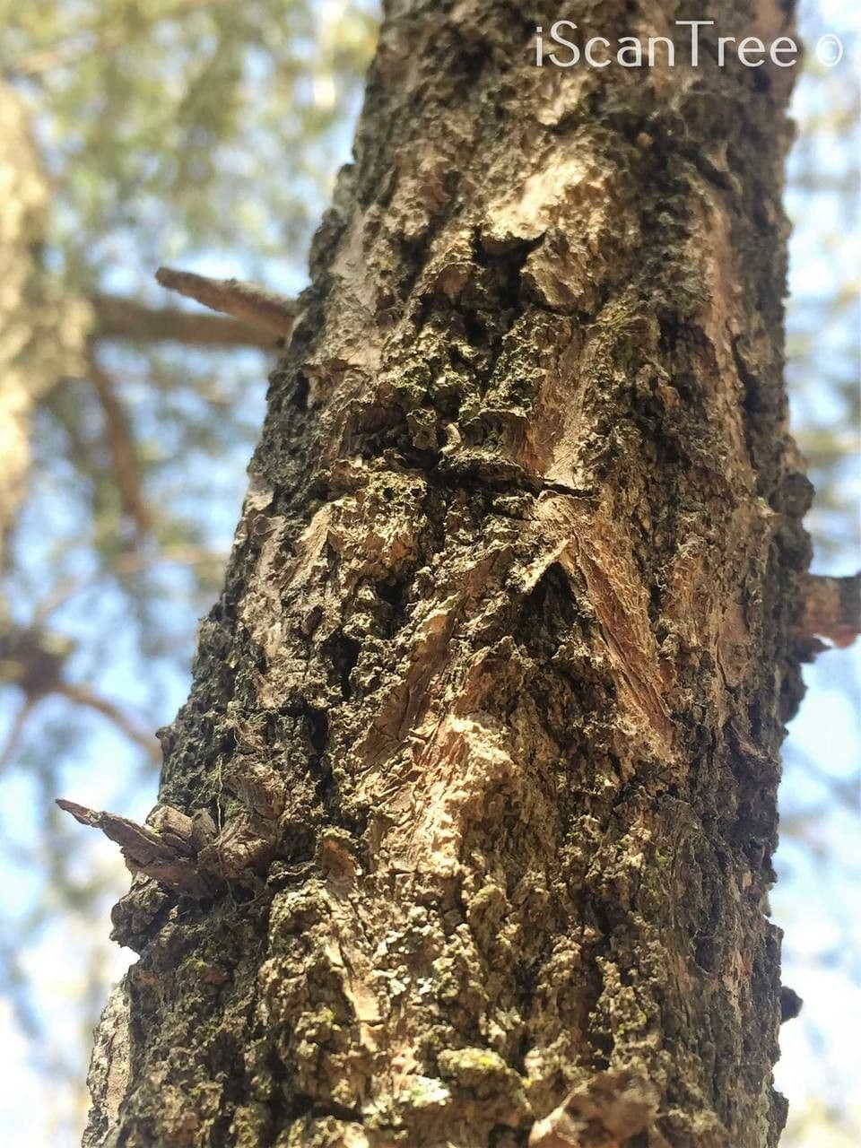 Ormocarpum 22