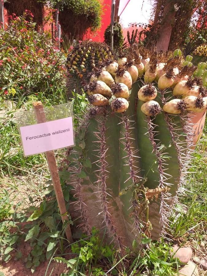Ferocactus wislizeni 14