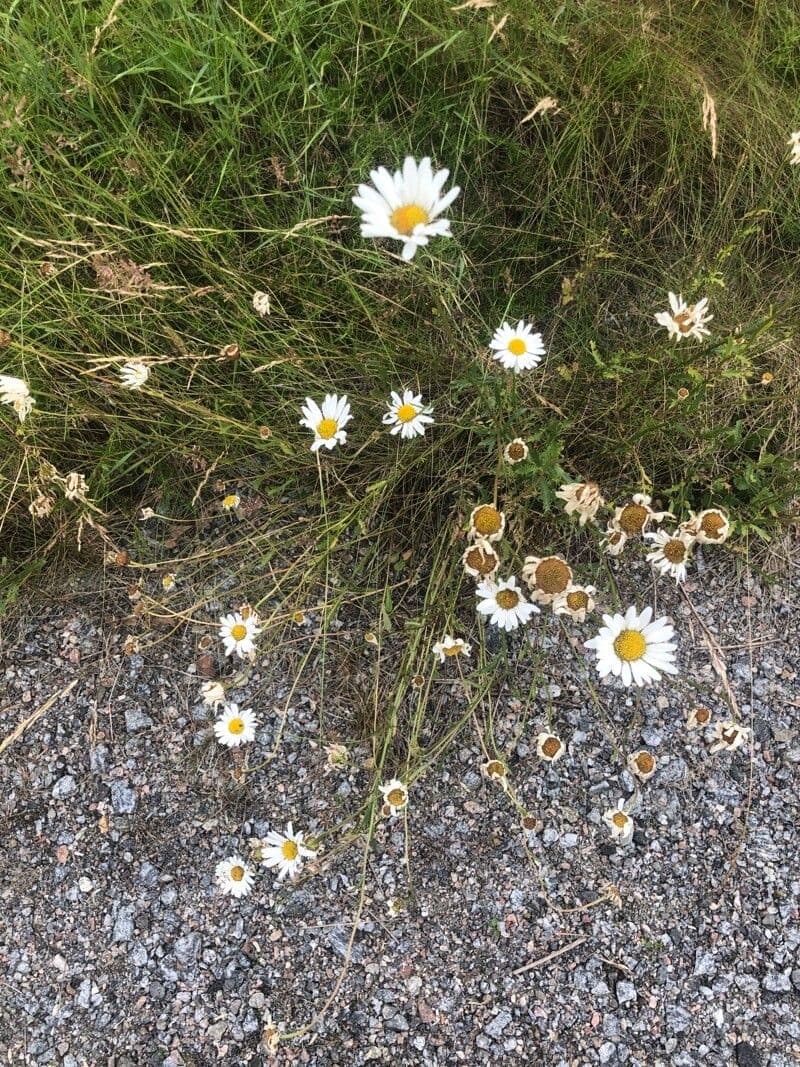 Leucanthemum 4