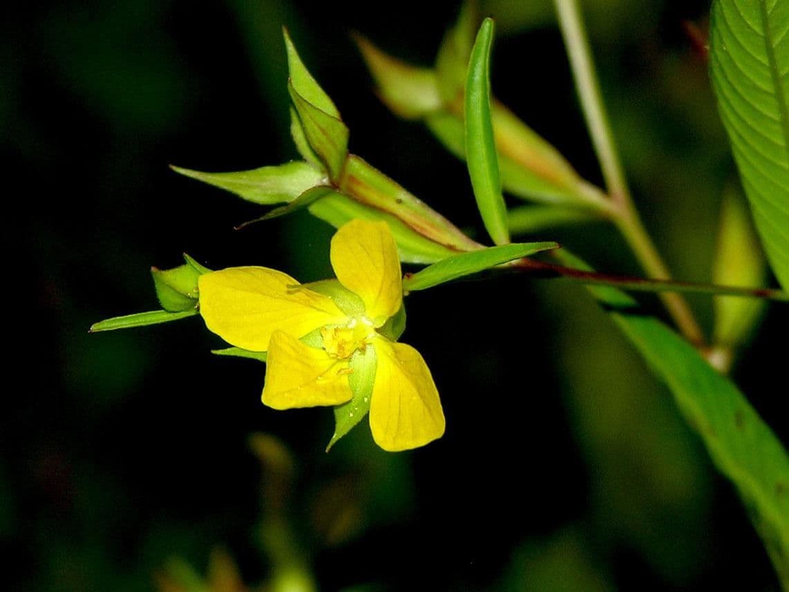 Ludwigia decurrente 3