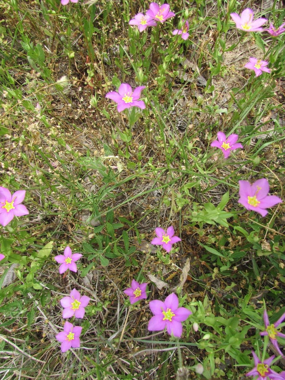 Sabatia 8