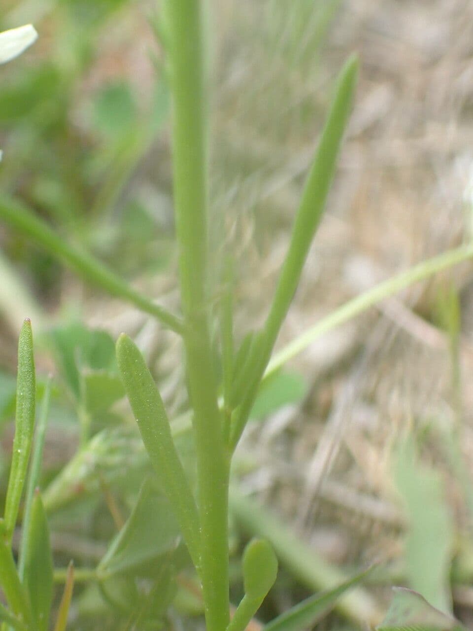 Lenec pelisseriana 14