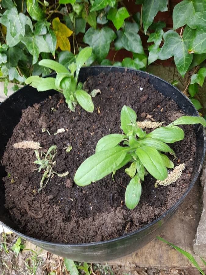 Stevia 16