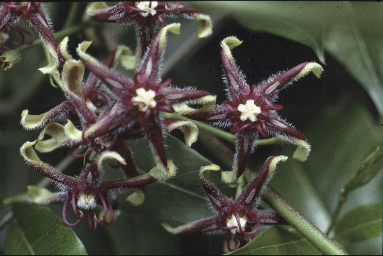 Periploca greca 6