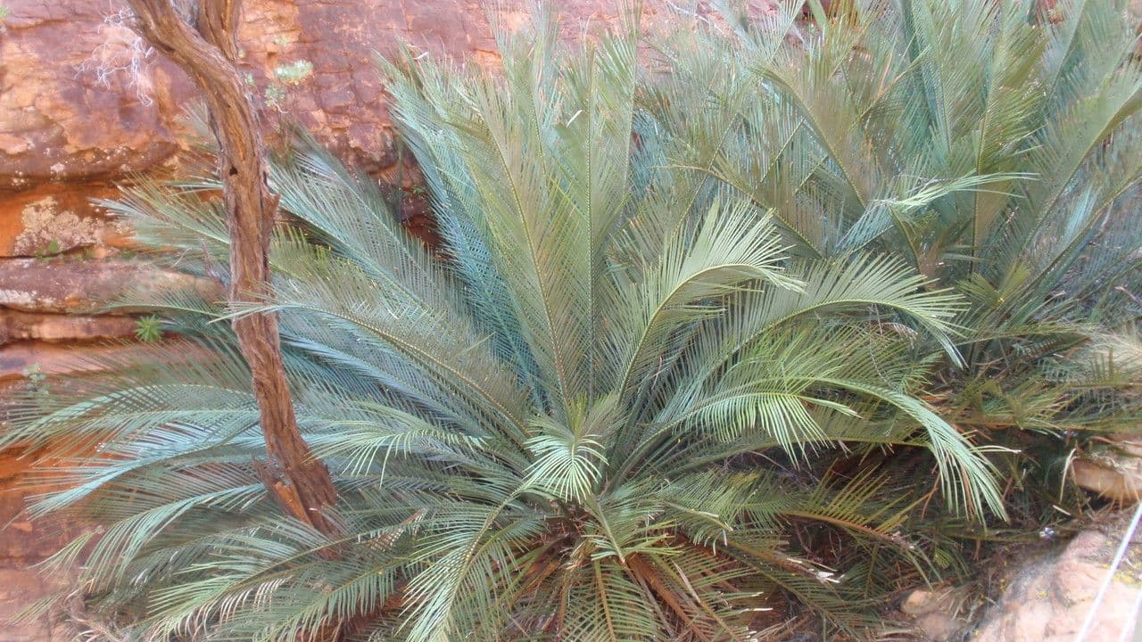 Macrozamia 8