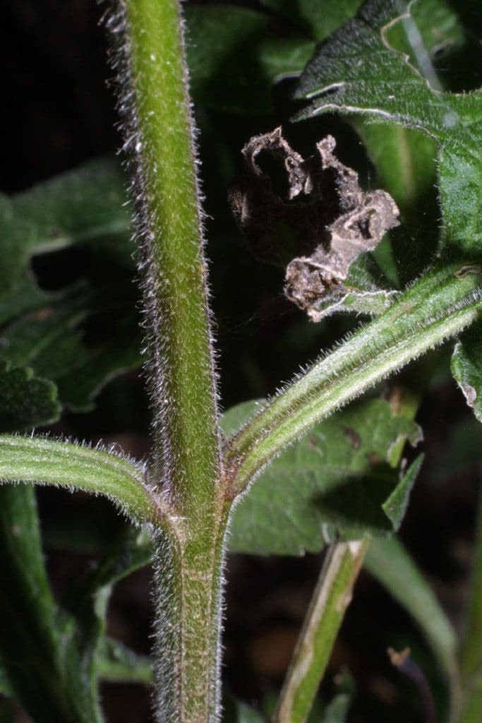 Dasistoma 21
