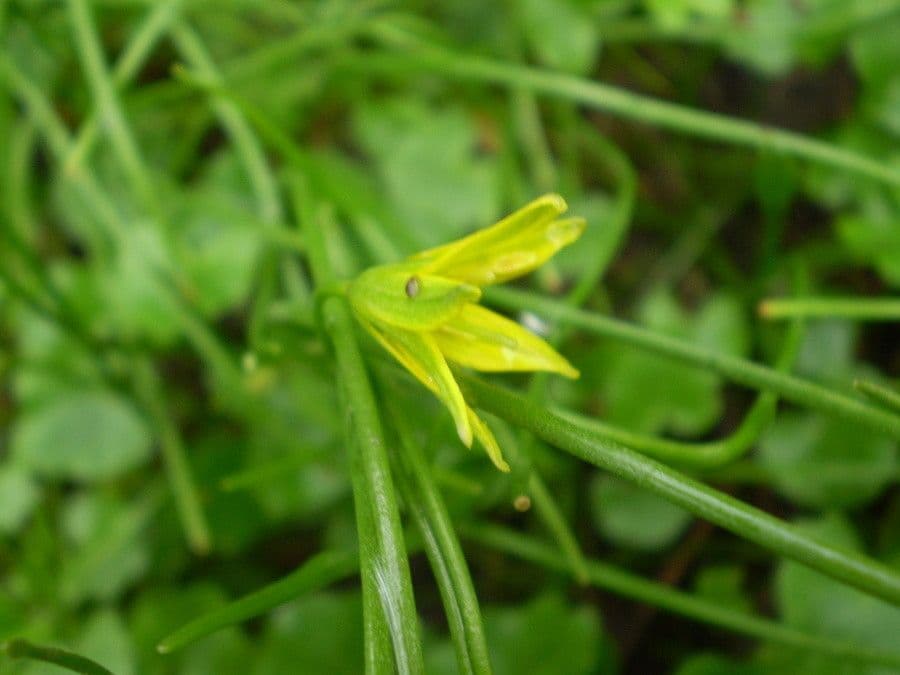 Gagea spathacea 2