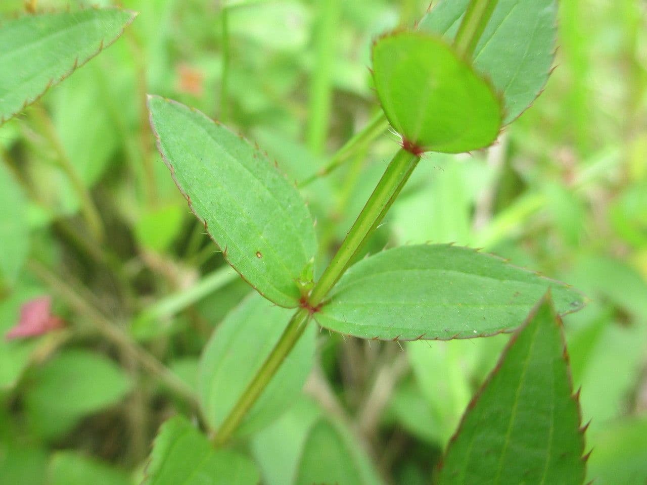 Rhexia virginica 14