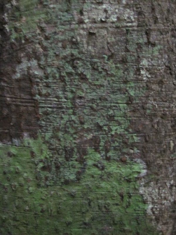 Sloanea guyanská 7