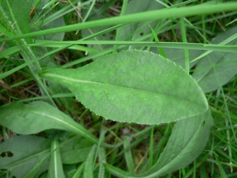 Senecione 6
