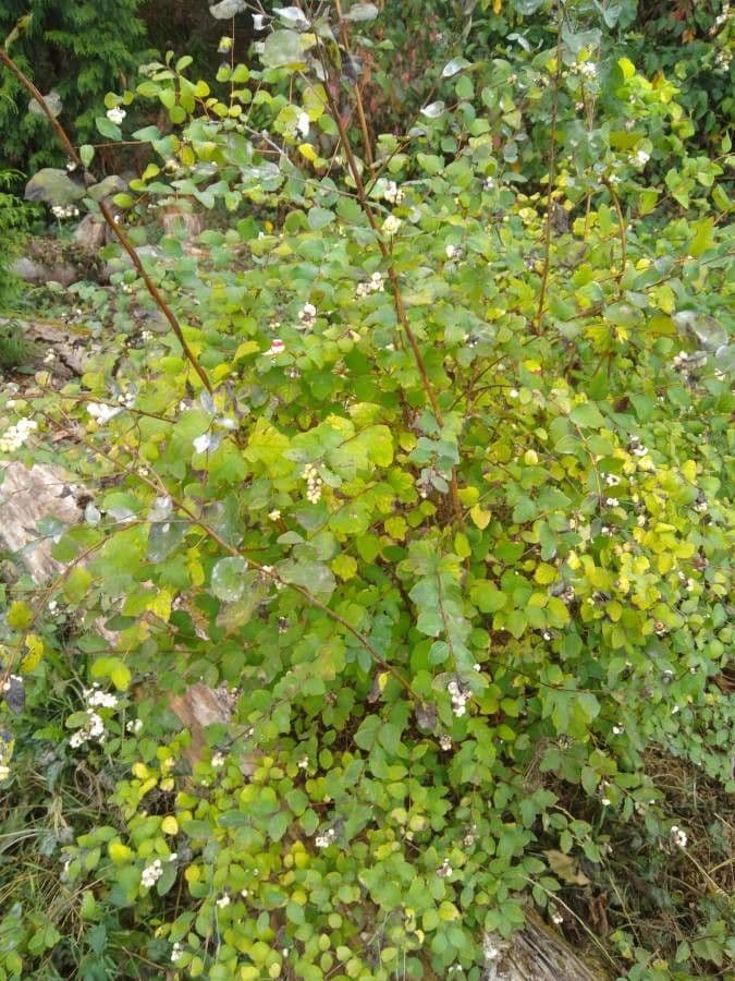 Sinfricarpo orbicolare 30