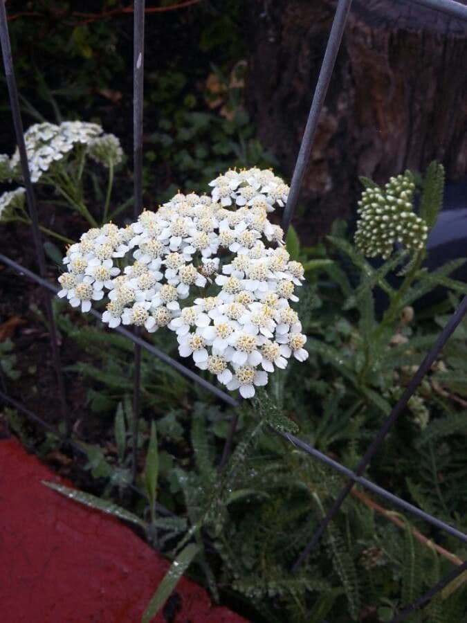 Achillée millefeuille 7