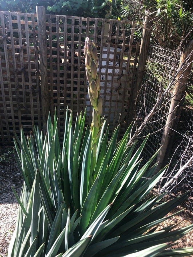 Yucca glauca 18