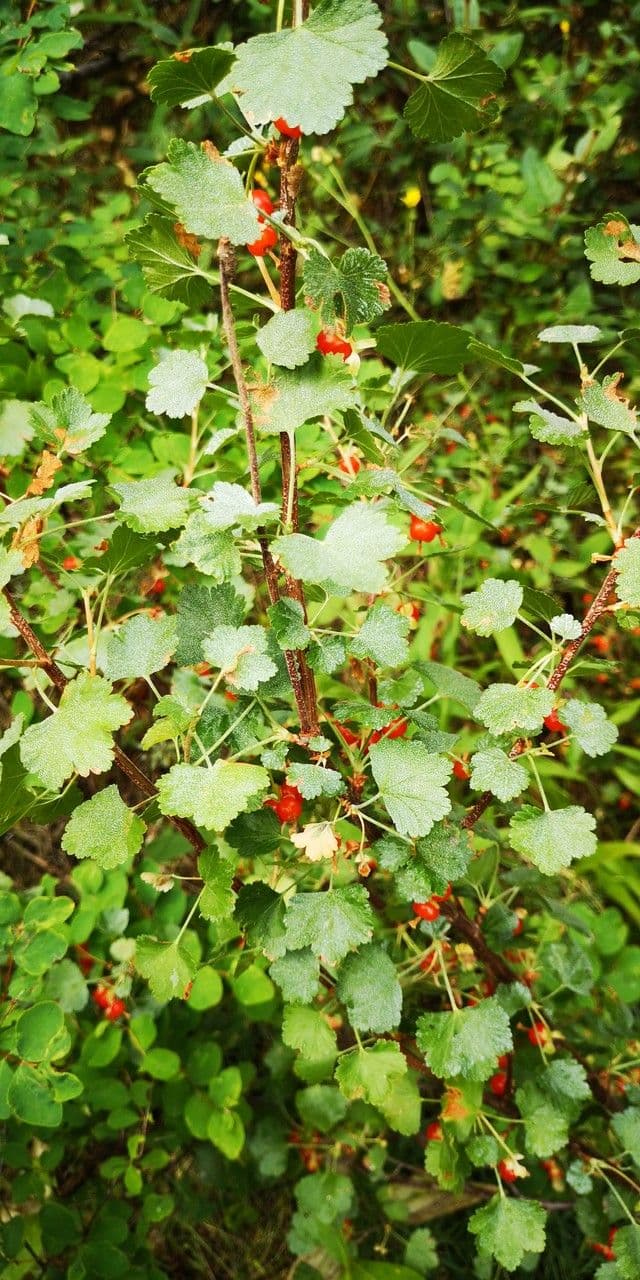 Ribes cereo 5