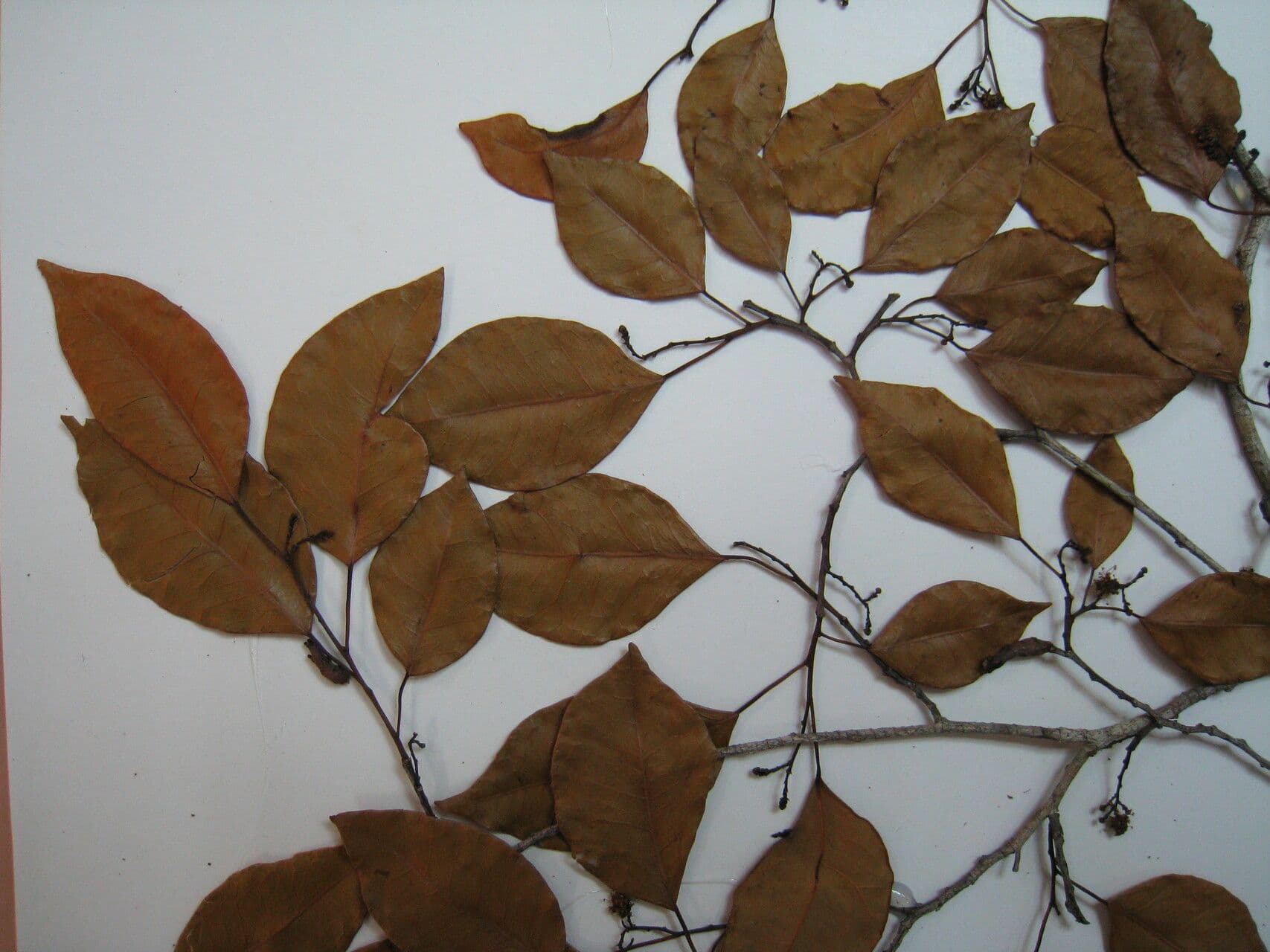 Maprounea 10