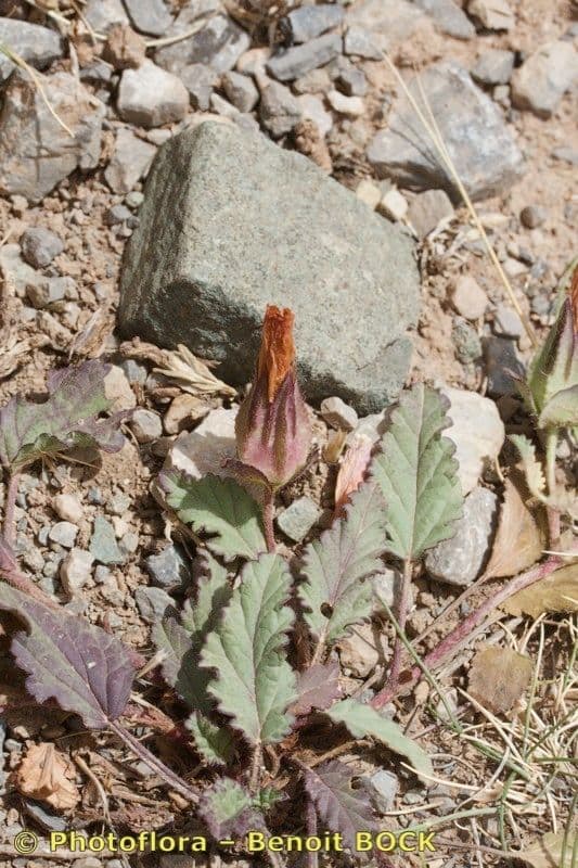 Malope malacoides 9