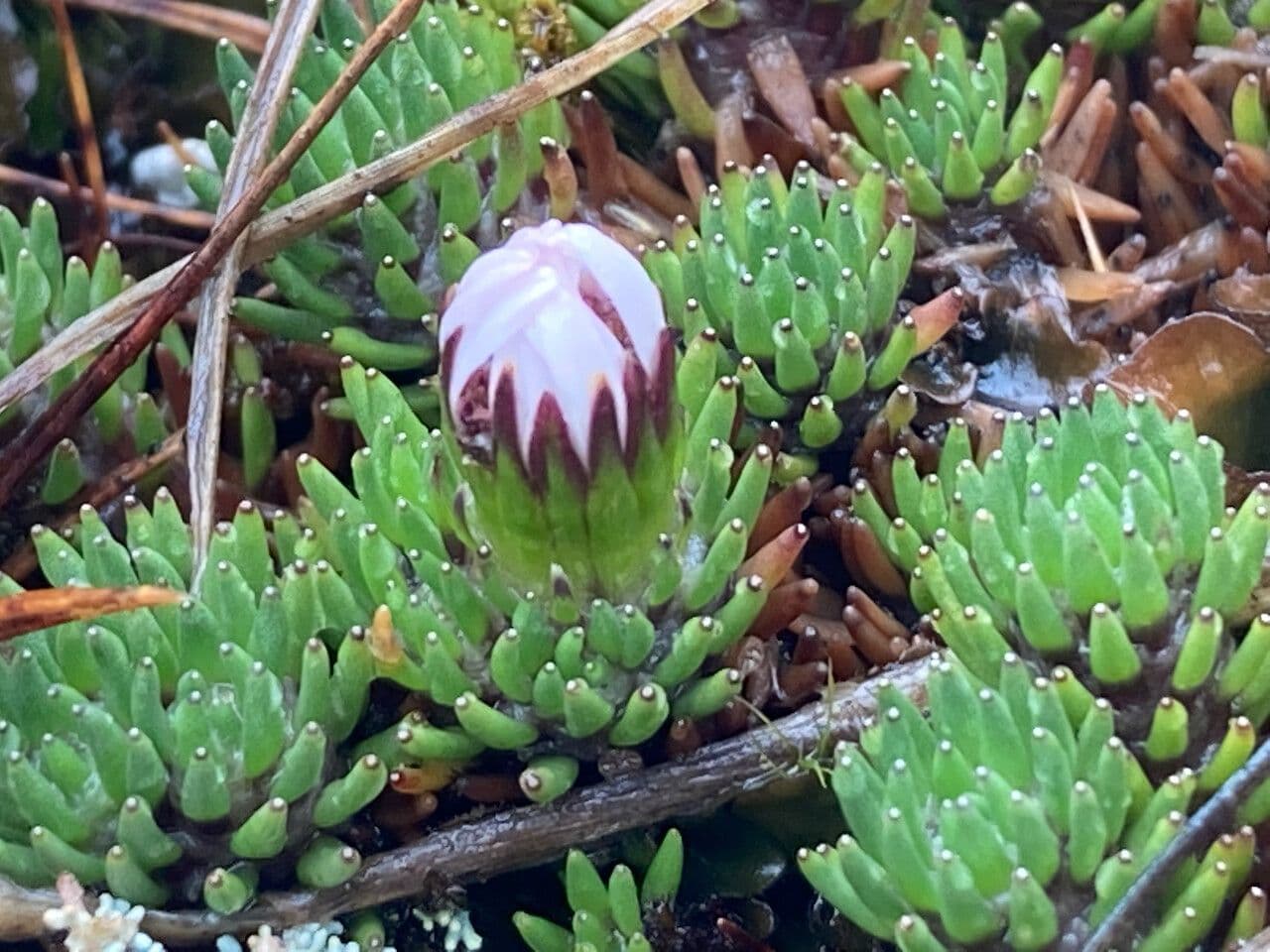 Xenophyllum 3